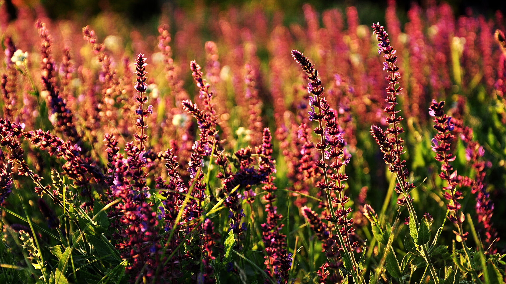 鬼降和<a href=https://www.tgqjwang.com/ target=_blank class=infotextkey>情降</a>的区别