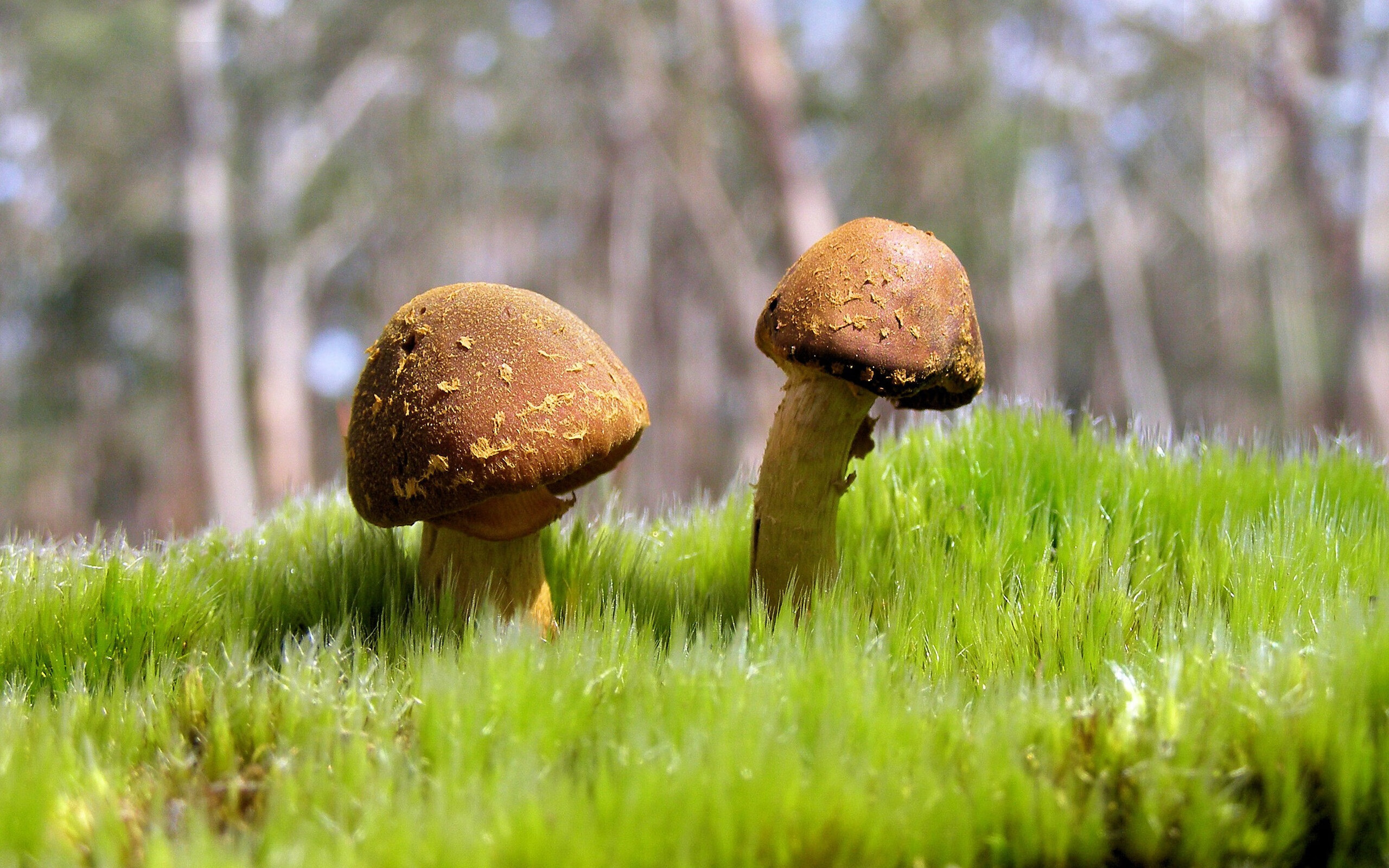 <a href=https://www.tgqjwang.com/ target=_blank class=infotextkey>情降</a>,神秘而迷人的泰国文化